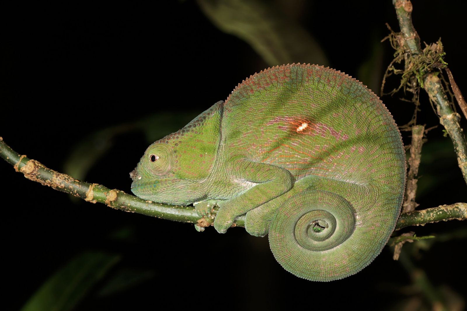 Parson’s chameleon