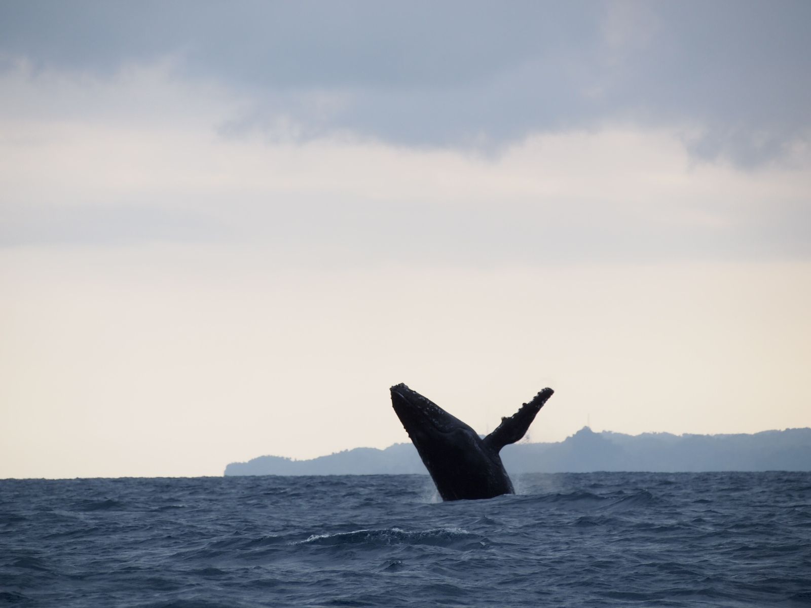 Humpback whales